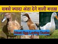 Best Egg Laying Ducks || सबसे ज्यादा अंडा देने वाली बत्तख़ || Ducks for Egg Production ||