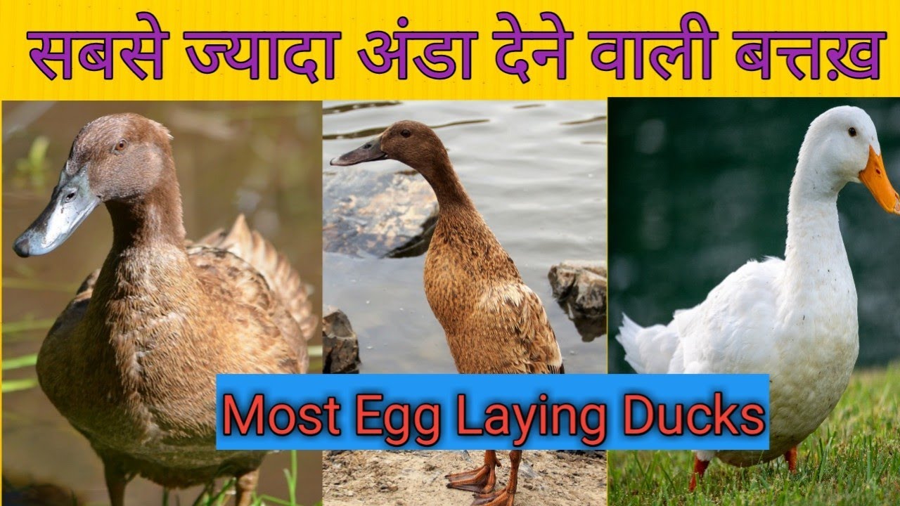 Best Egg Laying Ducks सबसे ज्यादा अंडा देने वाली बत्तख़ Ducks for