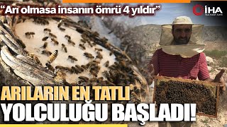 Bal Arılarının Tatlı Bal Yolculuğu Başladı