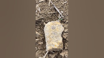 Shell Fossil Millions of years ago |#shorts |#fossils |#wildlife |#archeology