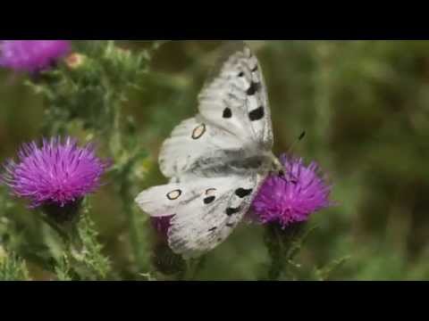 Parnassius apollo -