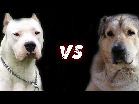 АЛАБАЙ против АРГЕНТИНСКОГО ДОГА ! КТО СИЛЬНЕЕ ?