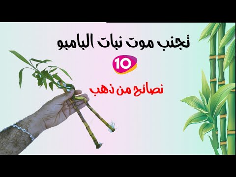 عشرة نصائح من ذهب للعناية بنبتة البامبو عصا موسى