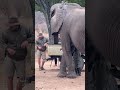 Snack Time On Imire It S Tough To Say No To A HUGE Elephant ЁЯРШЁЯда Snack Time On Imire It S Tough To Say No To A HUGE Elephant ЁЯРШЁЯда