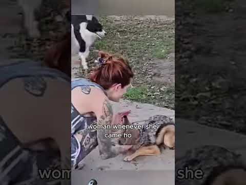 Wolves begging to