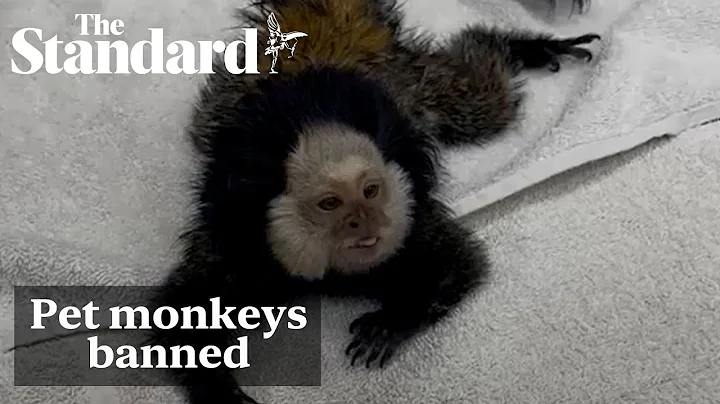 Government seeks to restrict pet monkey ownership