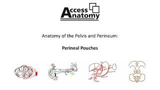 Anatomy of the Pelvis and Perineum 8 - Perineal Pouches