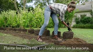 TUTORIAL - CÓMO PLANTAR SETOS ESTA TEMPORADA