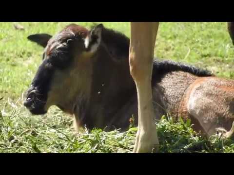 natura plaza cali Scompigliano la pianura d'Africa: sono nati quattro piccoli gnu