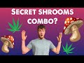 Mushroom  cannabinoids bliss benefits