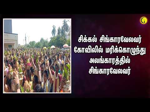 சிக்கல் சிங்காரவேலவர் கோவிலில் மரிக்கொழுந்து அலங்காரத்தில் சிங்காரவேலவர் | Chikkal Singaaravelavar