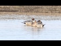 Pushy pintails