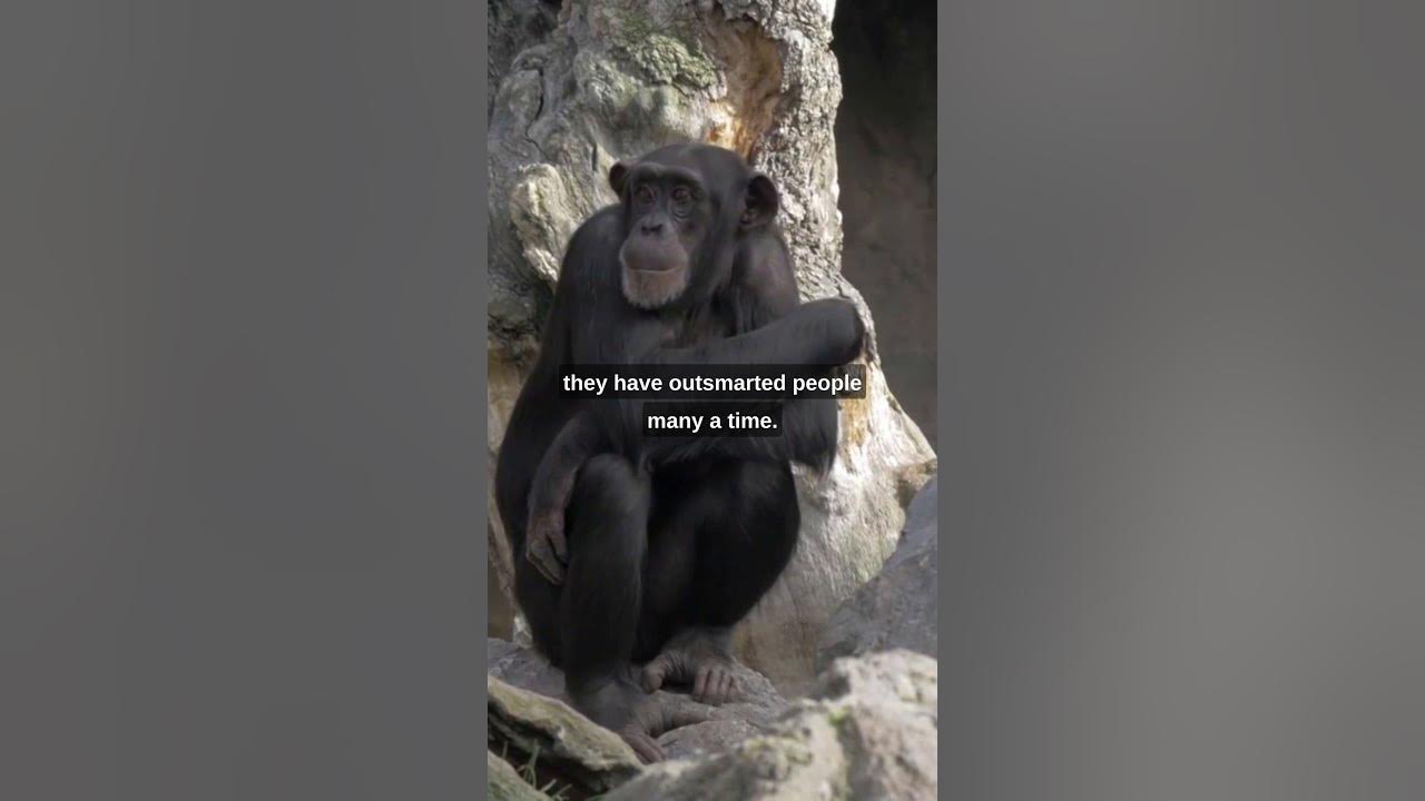 What is the cleverest animal in the world? 🐒 - YouTube