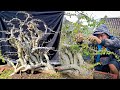 pengarahan cabang bonsai serut raft jumbo