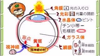 ☆新課程生物発売決定☆サンプル8「目のしくみ」 - YouTube