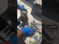 #0000 steel wool clean the surface on AC compressor clutch Ford edge $15 Amazon power probe