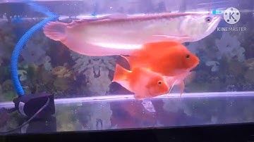 [Ngân long] Cá rồng được 4 tháng tuổi và các loại cá nuôi chung với cá rồng.