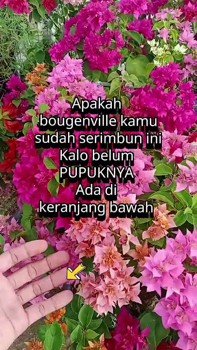 pupuk bunga bougenville supaya lebat