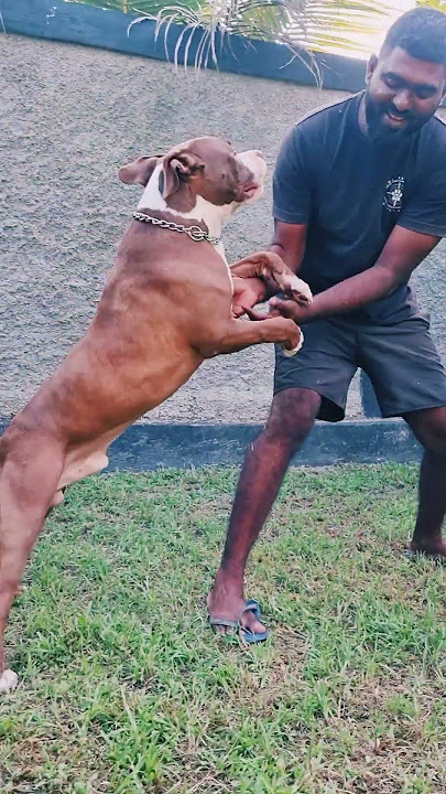 onetaget K9 Training &Boarding Center 0707447644- onetaget k9,0717294102-sachithra,0712421536-Dulan