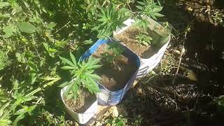 Cannabis medicinal transplante definitivo