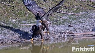 SWFL Eagles 4-23-24.  E23 Joins Dad at the Pond for Sips & a Talk: Both Fly to the Office Oak.