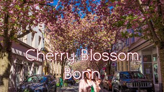 Cherry Blossom Bonn | Bonn Altstadt | 19-04-2022 | Mr & Mrs Eagle