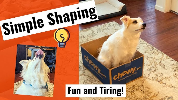 10 Fun Brain Games for Dogs – Good Thomas