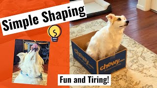 Brain Games for Dogs - Simple Shaping Games