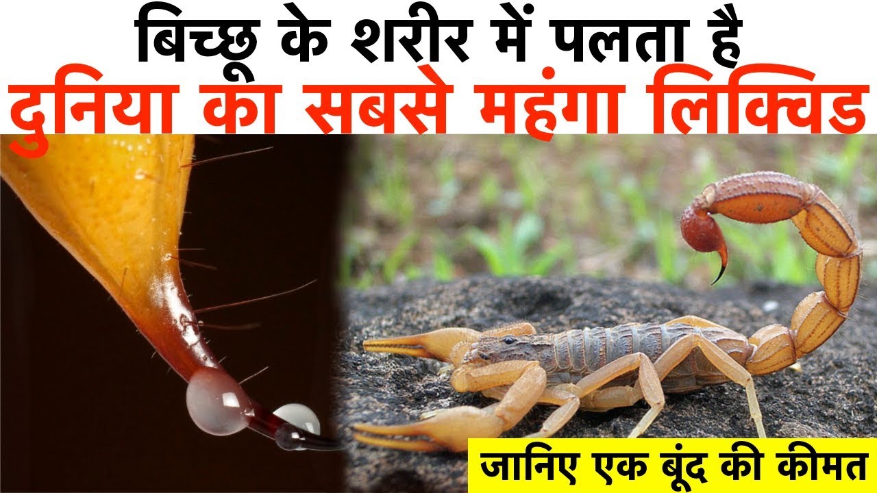 बिच्छू के शरीर में पलता है दुनिया का सबसे महंगा लिक्विड | जानिए एक बूंद की कीमत - YouTube iNews Hindi
