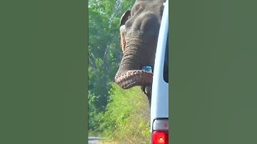Bus vs. Beast: Surviving Wild Elephant Attacks #short #shortvideo #elephant #elephantattack