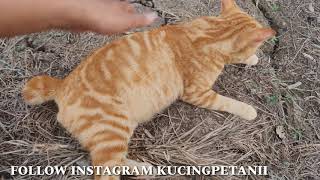 KUCING OREN  MENANTANG BOSNYA LOMBA LARI pulang dari kebun