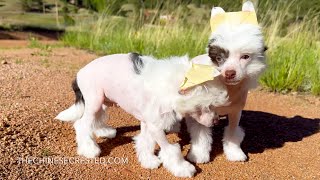 Chinese Crested Puppies Lucas & Bruno