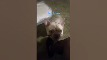 Dogshorts Frenchbulldog Daddy Dogcomedy Happydog Foryourpage Explorepage Subscribemychannel 