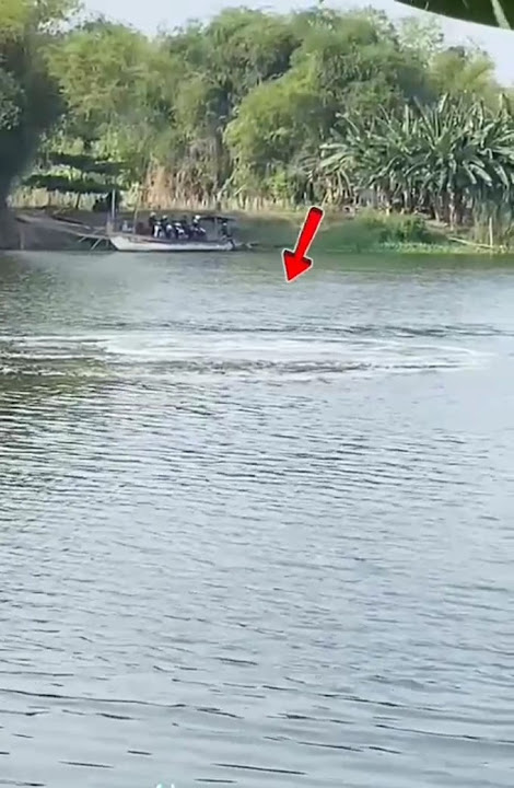 Ada yg tahu ini apa? Di sungai Bengawan solo #misteri #bengawansolo #hewanpurba
