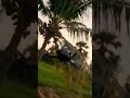 Drone Dodges Bird, Smashes Into Coconut Tree — Epic Crash Caught on Camera! #aivideo #shorts