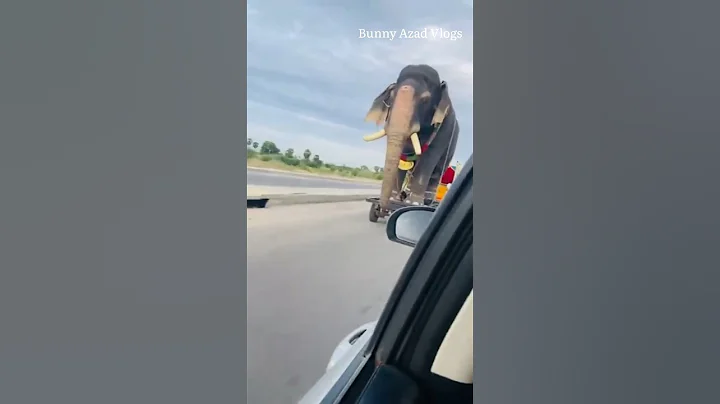 Hathi Raja #hathiraja #hathi #viral #ytshort #youtubeshorts #bhoot #bandar #cow #billi