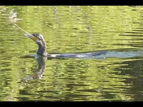 勅使池の野鳥ーカエルを捕って食べるカワウ / Great Cormorant eating