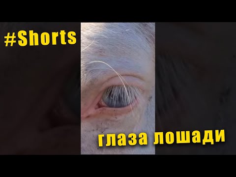Почему у лошади такие глаза? #shorts