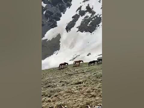 Катон-Қарағай - YouTube