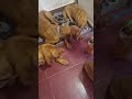 My Senior Dog Refused Dinner… The Puppies Went Crazy #dog