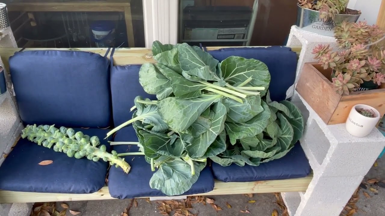 GROWING BRUSSEL SPROUTS IN FLORIDA + HARVEST