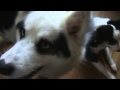 YAKUTIAN LAIKA DOG - RUSSIA'S SUPER SLED DOGS - YouTube