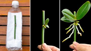 Special secret method, Helps orchids root and bloom after only 1 month