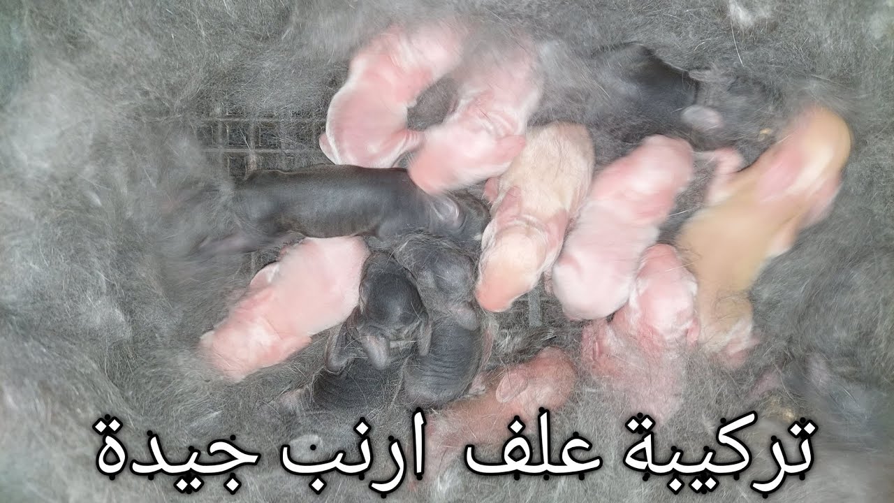 (33)علف الارانب  تركيبة علف جيده لكل المتابعين