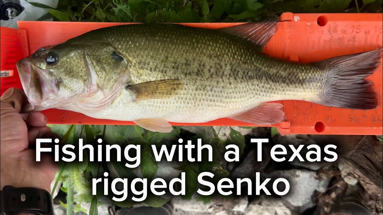 Fishing with a Texas rigged Senko #fishing #fishingtips #bassfishing