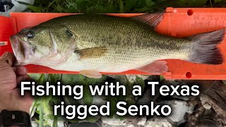 Fishing with a Texas rigged Senko #fishing #fishingtips #bassfishing