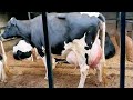 Dairy farming from 3040 litres per cow to 4000 litres per day  beginner guide agribusines
