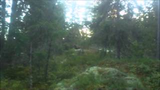 Tysk Jaktterrier Hector Ståndar Älg