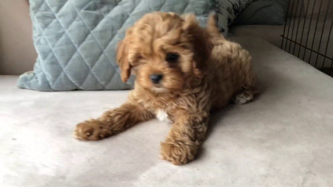 toy cavoodle