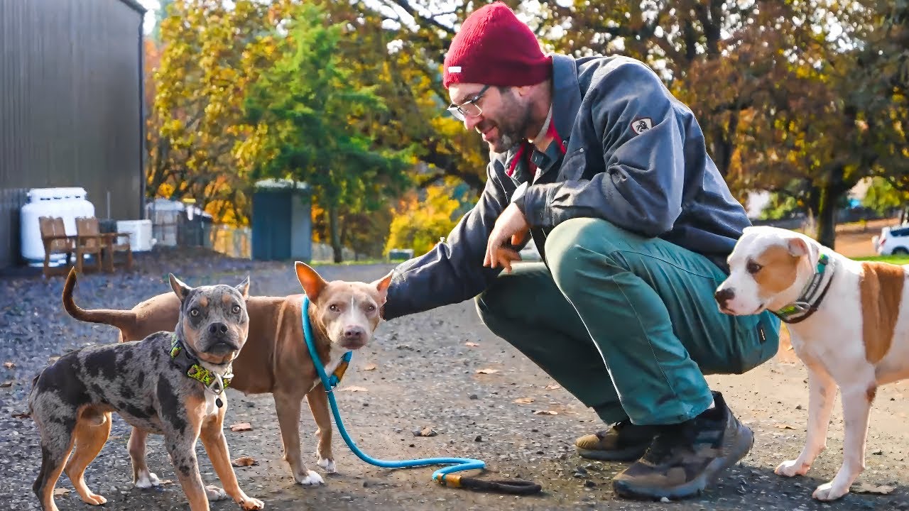 Встреча с тремя уникальными собаками-спасателями